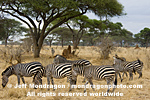 Plains zebras pictures