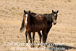 Wild Horse pictures