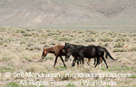 Wild Horses photos