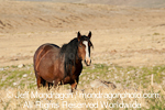 Wild Horse images