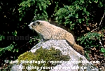 Hoary Marmot images
