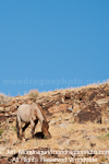 Wild Horse pictures