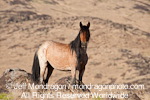 Wild Horse Mare pictures