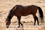 Wild Horse photos