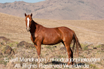 Wild Horse images