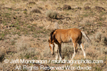 Wild Horse Foal images