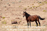 Wild Horse images