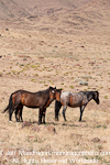 Wild Horses pictures