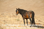 Wild Horse images