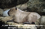 Capybara pictures