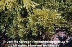 Brown Algae/Seaweed photos