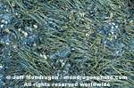 Brown Algae pictures