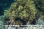 Brown Algae/Seaweed pictures