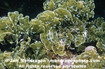 Seaweed/Brown Algae photos