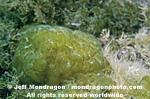 Sea Cauliflower Algae pictures