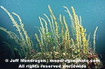 Brown Algae pictures