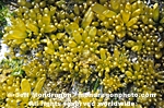 Sea Sacs photos