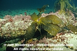 Brown Algae pictures