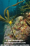 Brown Algae photos