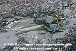 Sea Cabbage images