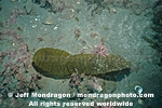 Brown Algae pictures