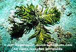 Bladder Chain Kelp images