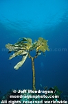 Southern Sea Palm photos