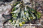 Rock Weed photos