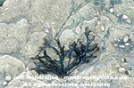 Red Algae photos