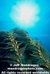 Giant Kelp pictures