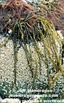 Brown Algae / Seaweed pictures
