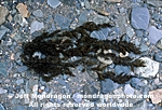 Northern Bladder Chain Kelp images