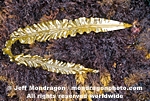 Three-Ribbed Kelp photos