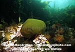 Brown Algae/Seaweed images