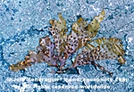Red Algae/Seaweed pictures