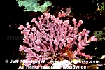 Articulated Coralline Algae photos