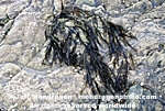 Brown Algae pictures