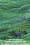 Surfgrass and Laminaria images