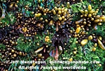 Red Algae images