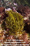 Brown Algae (Seaweed) images