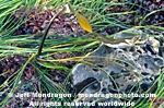 Oar Weed images