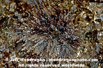 Red Algae pictures