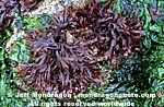 Red Algae photos