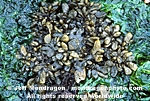 Brown Algae/Seaweed pictures