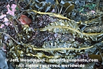 Kelp/Seaweed photos