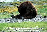 Brown/Grizzly Bear images
