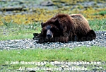 Brown/Grizzly Bear images