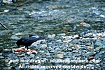 Crow Eating Salmon pictures