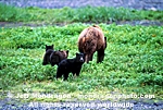 Brown/Grizzly Bear Sow images