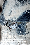 Green Sea Turtle images